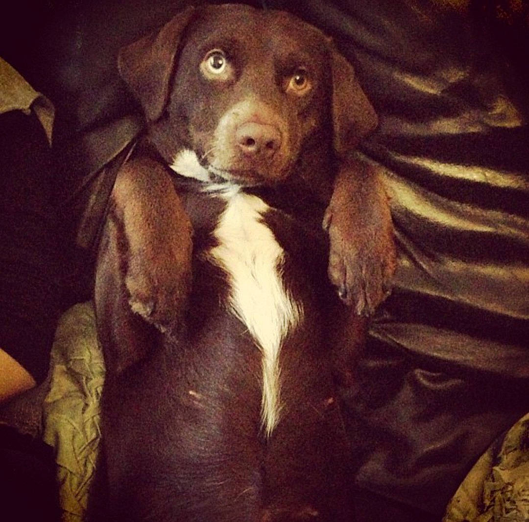 Teckos a rejoint le concours — aidez-le/la à gagner de superbes lots ! beagador, canidae, carnivore, companion_dog, dog, dog_breed, hunting_dog, labrador_retriever, liver, photography, pointing_breed, puppy, retriever, selfie, snout, sporting_group, vertebrate, weimaraner