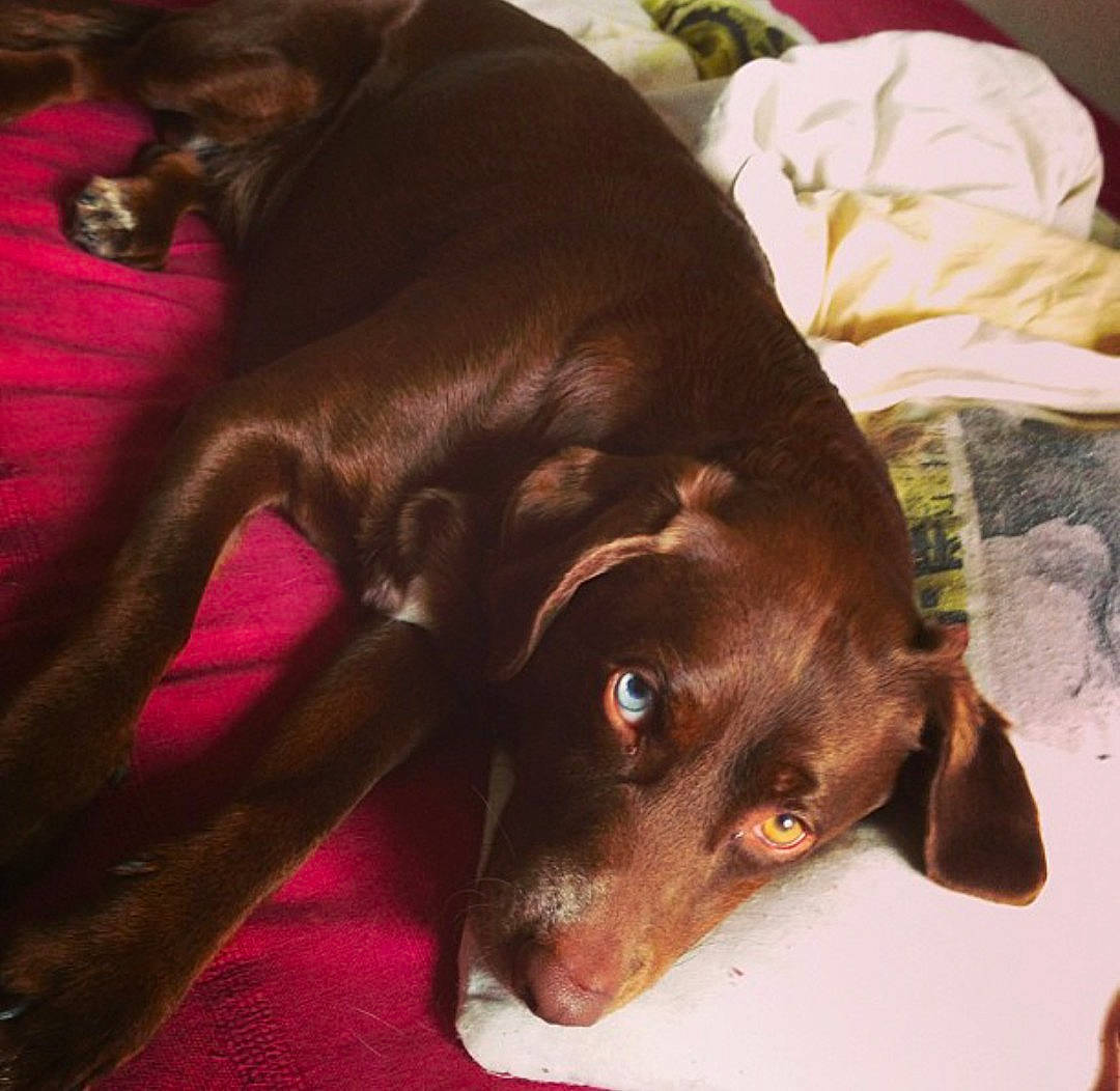 Teckos a rejoint le concours — aidez-le/la à gagner de superbes lots ! beagador, canidae, carnivore, companion_dog, dog, dog_breed, ear, eye, hunting_dog, labrador_retriever, liver, mammal, nose, puppy, snout, sporting_group, vertebrate