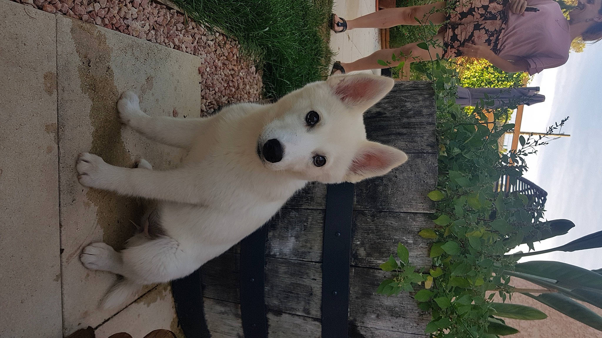 Nya participe au concours pour gagner de l'argent avec cette photo : art, canidae, carnivore, companion_dog, dog, dog_breed, door, fawn, felidae, football, fur, metal, nose, plant, snout, sporting_group, tail, whiskers, wood, working_animal