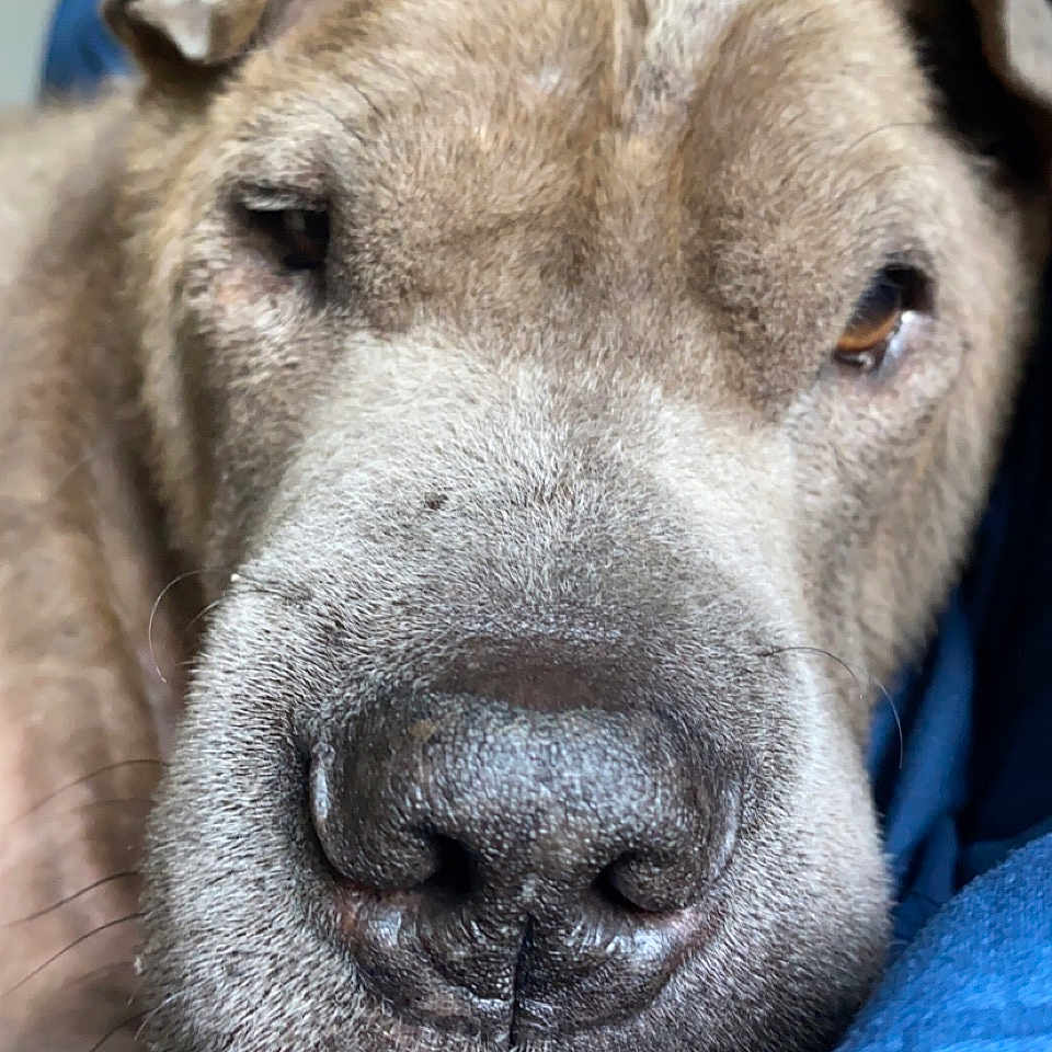 Thor is registered to the contest to win money with this photo: animal, blue_blanket, close_up, cozy, cute, dog, domestic_animal, ears, face, fur, indoor, muzzle, nose, pet, portrait, relaxing, resting, sleepy, snout, whiskers