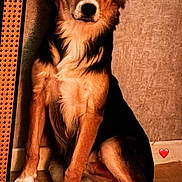 Achille participe au concours pour gagner de l'argent avec cette photo : dog, indoor, pet, sitting, floor, wall, fur, animal, canine, heart_emoji, paws, brown, black, white, portrait, cute, companion, domestic, relaxed, calm