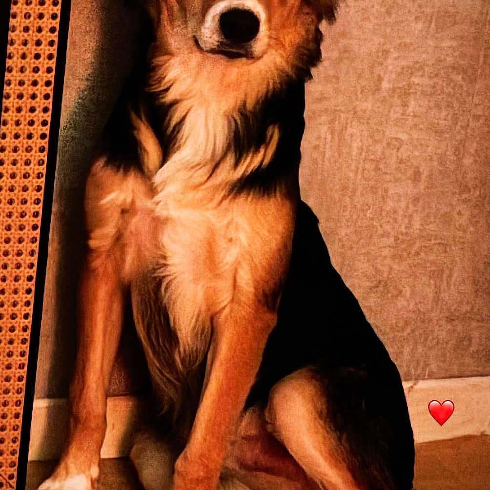 Achille participe au concours pour gagner de l'argent avec cette photo : dog, indoor, pet, sitting, floor, wall, fur, animal, canine, heart_emoji, paws, brown, black, white, portrait, cute, companion, domestic, relaxed, calm