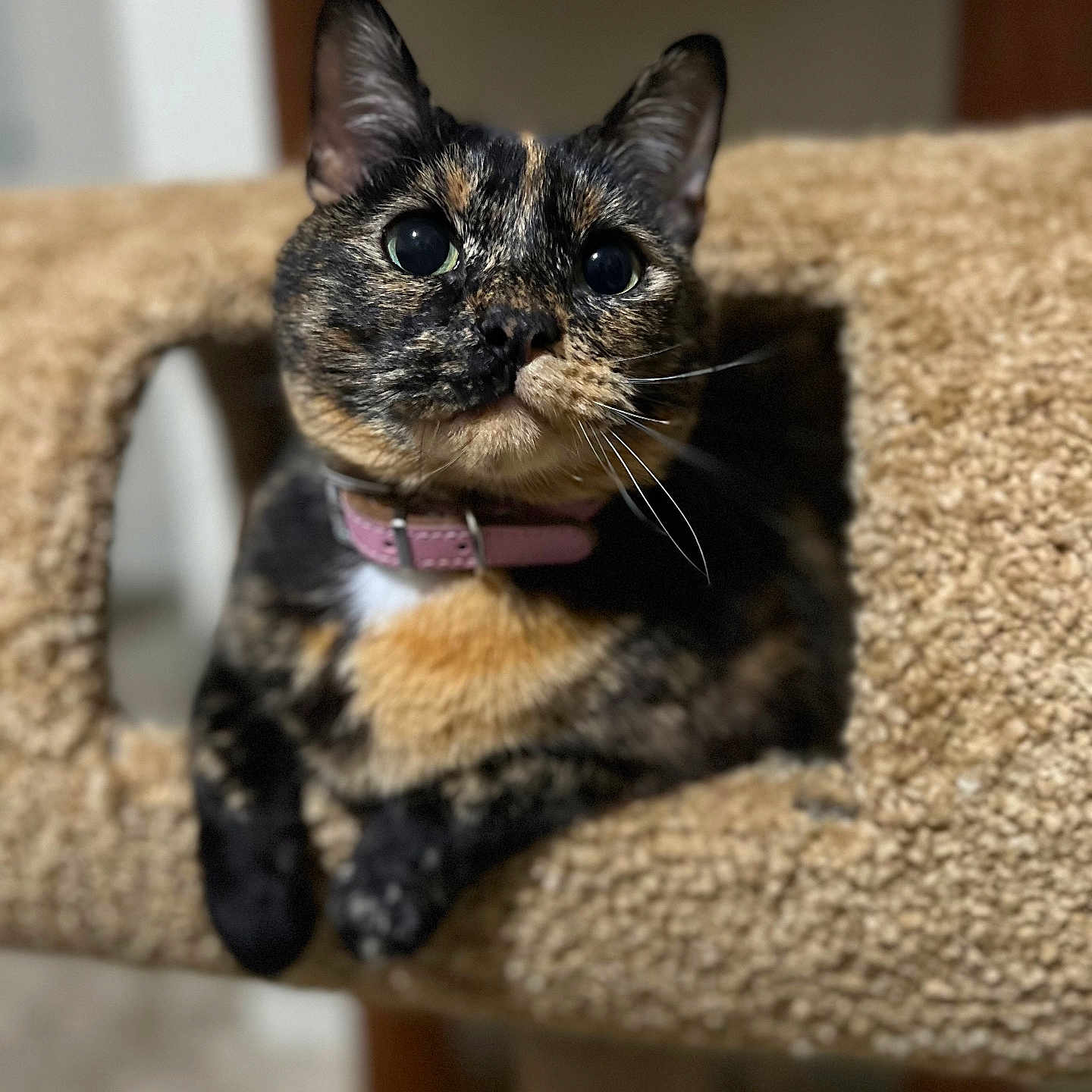 Nugget joined the competition — help win amazing prizes! animal, cat, cat_tree, closeup, collar, cozy, curious, cute, domestic, ears, face, feline, fur, indoor, paws, pet, resting, soft, tortoiseshell, whiskers