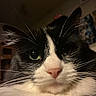 Zia Mae is registered to the contest to win money with this photo: cat, close_up, black_and_white, whiskers, green_eyes, pink_nose, feline, pet, indoor, fur, portrait, cute, animal, face, curious, domestic_cat, mammal, whisker, closeup, eyes
