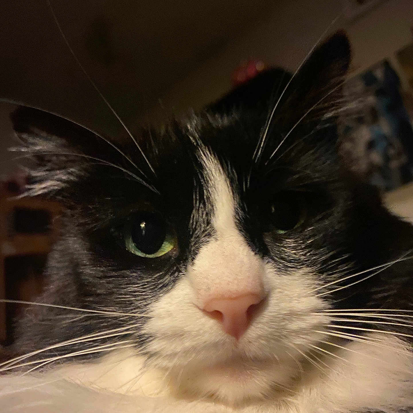 Zia Mae is registered to the contest to win money with this photo: cat, close_up, black_and_white, whiskers, green_eyes, pink_nose, feline, pet, indoor, fur, portrait, cute, animal, face, curious, domestic_cat, mammal, whisker, closeup, eyes