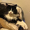 Zia Mae is registered to the contest to win money with this photo: cat, black_and_white, fluffy, pet_bed, blanket, cozy, indoor, feline, relaxed, long_hair, whiskers, green_eyes, paws, resting, cute, domestic, animal, fur, portrait, home