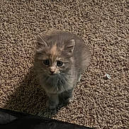 Leah is registered to the contest to win money with this photo: animal, carpet, cat, cozy, curious, cute, domestic, ears, eyes, feline, floor, fur, indoor, kitten, looking_up, pet, small, soft_lighting, whiskers, young