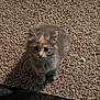 animal, carpet, cat, cozy, curious, cute, domestic, ears, eyes, feline, floor, fur, indoor, kitten, looking_up, pet, small, soft_lighting, whiskers, young