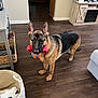 dog, german_shepherd, toy, living_room, wooden_floor, furniture, television, cabinet, basket, blanket, pet, indoor, floor, playing, animal, domestic_animal, household, stand, brown, black