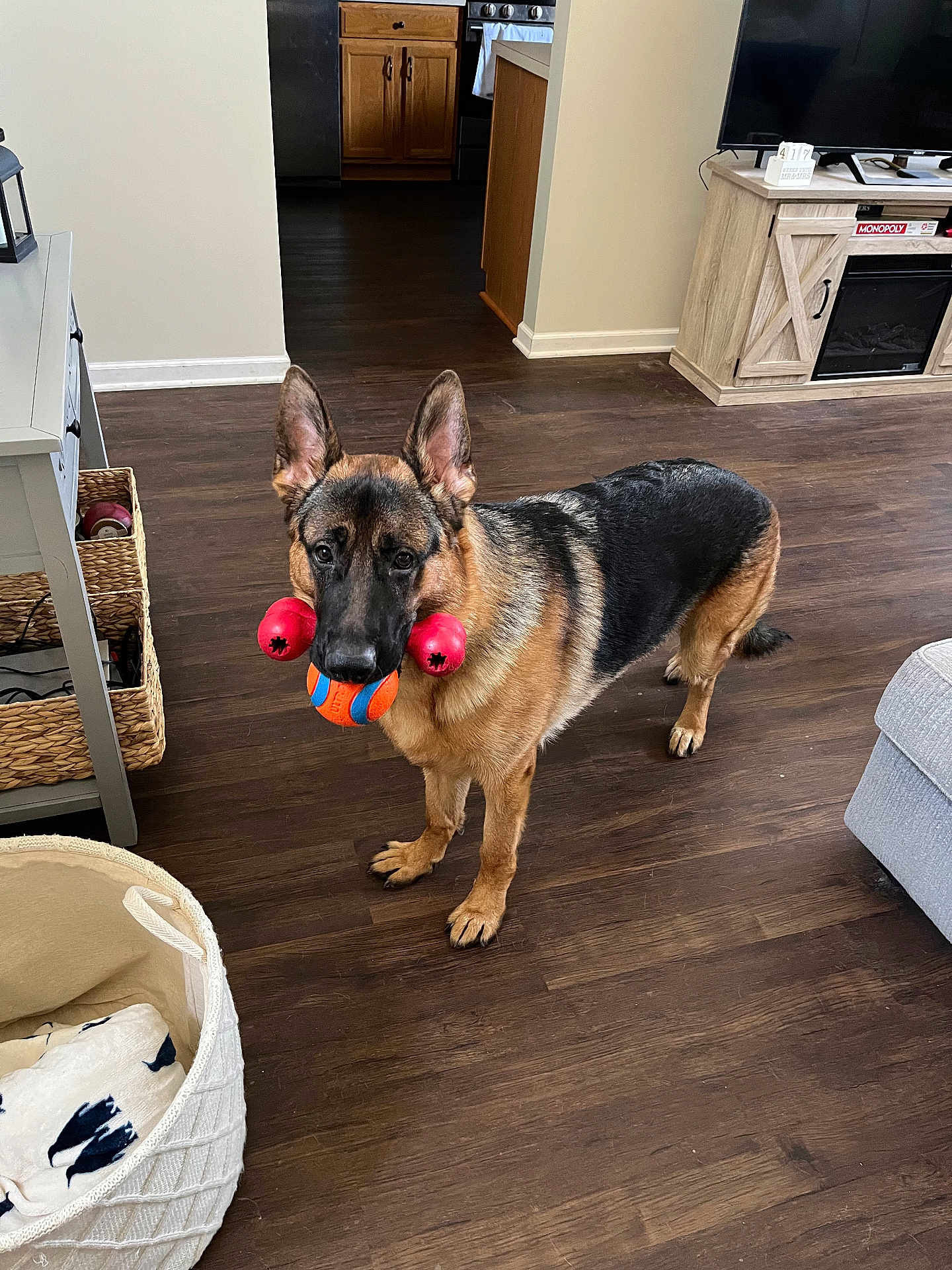 Luka joined the competition — help win amazing prizes! dog, german_shepherd, toy, living_room, wooden_floor, furniture, television, cabinet, basket, blanket, pet, indoor, floor, playing, animal, domestic_animal, household, stand, brown, black