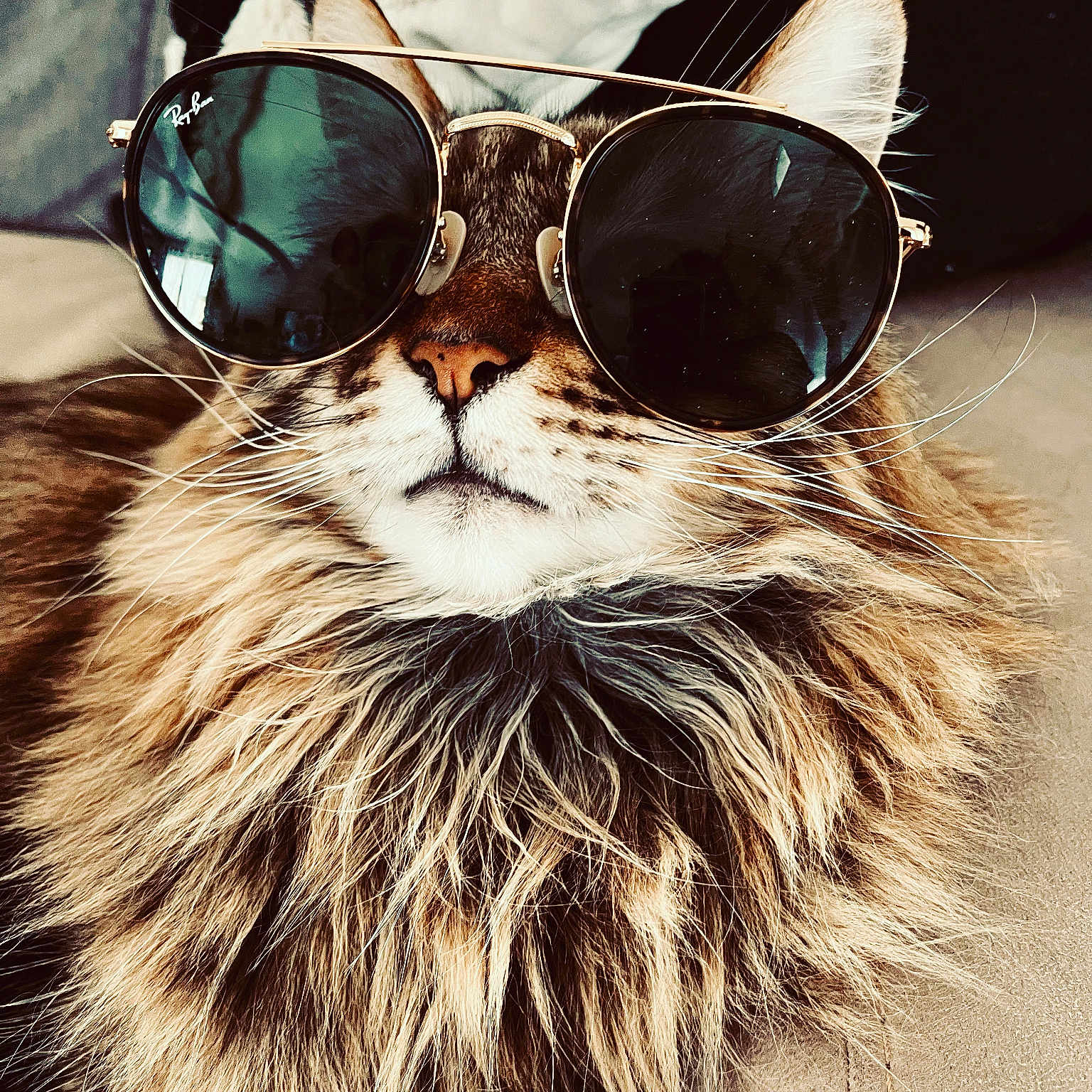 Marley a rejoint le concours — aidez-le/la à gagner de superbes lots ! abyssinian, accessories, animal, cat, clothing, face, fur, glasses, goggles, happy, head, kitten, lion, manx, person, pet, photography, portrait, smile, sunglasses