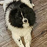 dog, black_and_white, fluffy, lying_down, wooden_floor, pet, cute, animal, domestic_dog, fur, front_legs, looking_up, indoors, canine, small_dog, spotted_paws, adorable, friendly, companion, home