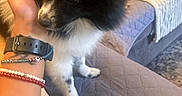 Mochi is registered to the contest to win money with this photo: puppy, dog, hand, bracelet, watch, couch, blanket, quilt, indoor, pet, furry, black_and_white, cute, small_dog, cozy, home, animal, fur, friendly, companion