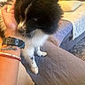 puppy, dog, hand, bracelet, watch, couch, blanket, quilt, indoor, pet, furry, black_and_white, cute, small_dog, cozy, home, animal, fur, friendly, companion
