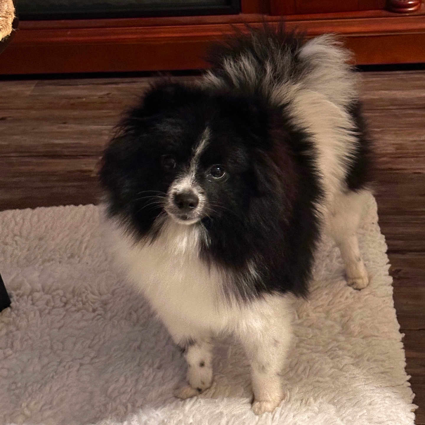 Mochi joined the competition — help win amazing prizes! dog, black_and_white, fluffy, pet, indoor, carpet, curious, standing, wooden_floor, furniture, cozy, animal, small_dog, companion, domestic, cute, fur, looking_up, household, background