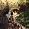Mochi joined the competition — help win amazing prizes! dog, garden, mulch, grass, concrete_border, fence, house, plants, shrubbery, sunlight, shadow, outdoor, pet, black_and_white, fluffy, canine, nature, yard, daylight, curved_path