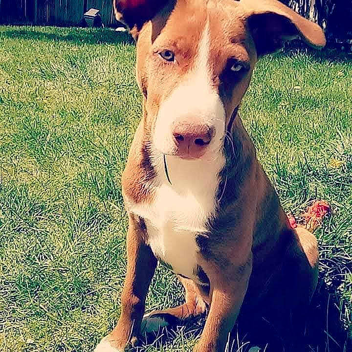 Hatchi is registered to the contest to win money with this photo: ancient_dog_breeds, canidae, carnivore, companion_dog, dog, dog_breed, fawn, grass, happy, hunting_dog, love, paw, people_in_nature, plant, puppy_love, snout, sporting_group, whiskers, working_animal