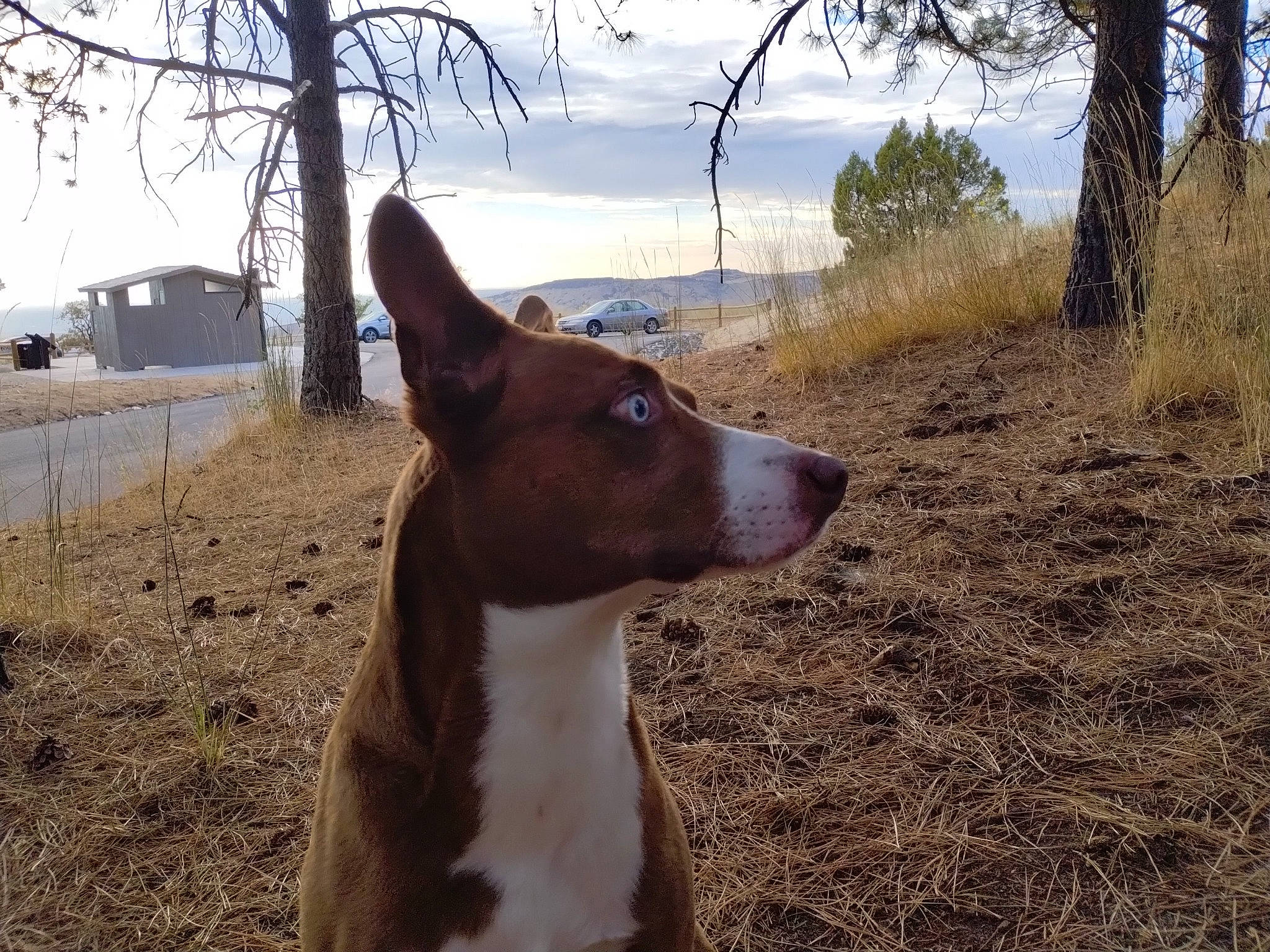 Hatchi is registered to the contest to win money with this photo: carnivore, cloud, collar, companion_dog, dog, dog_breed, fawn, grass, landscape, plant, sighthound, sky, snout, tail, terrestrial_animal, tree, water, whiskers, wood, working_animal