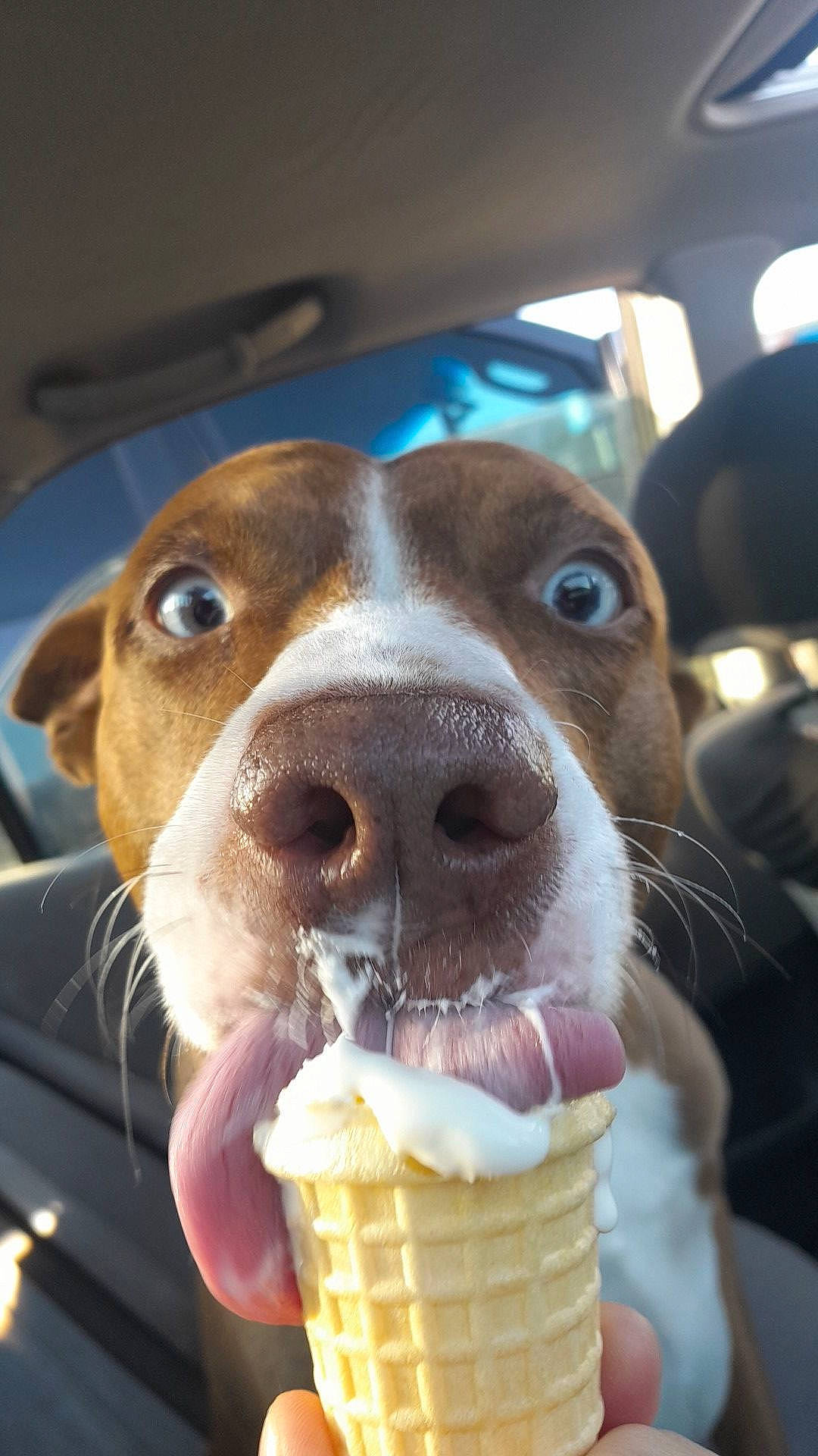 Hatchi joined the competition — help win amazing prizes! carnivore, companion_dog, cuisine, dessert, dog, dog_breed, dondurma, fast_food, food, gelato, ice_cream, ice_cream_cone, ingredient, liver, snout, soft_serve_ice_creams, sorbetes, soy_ice_cream, whiskers, working_animal