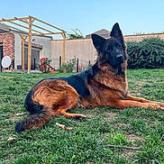 Vénus a rejoint le concours — aidez-le/la à gagner de superbes lots ! animal, building, bushes, canine, daytime, dog, domestic_animal, fence, german_shepherd, grass, mammal, nature, outdoor, pergola, pet, quiet, relaxing, side_view, sunlight, yard