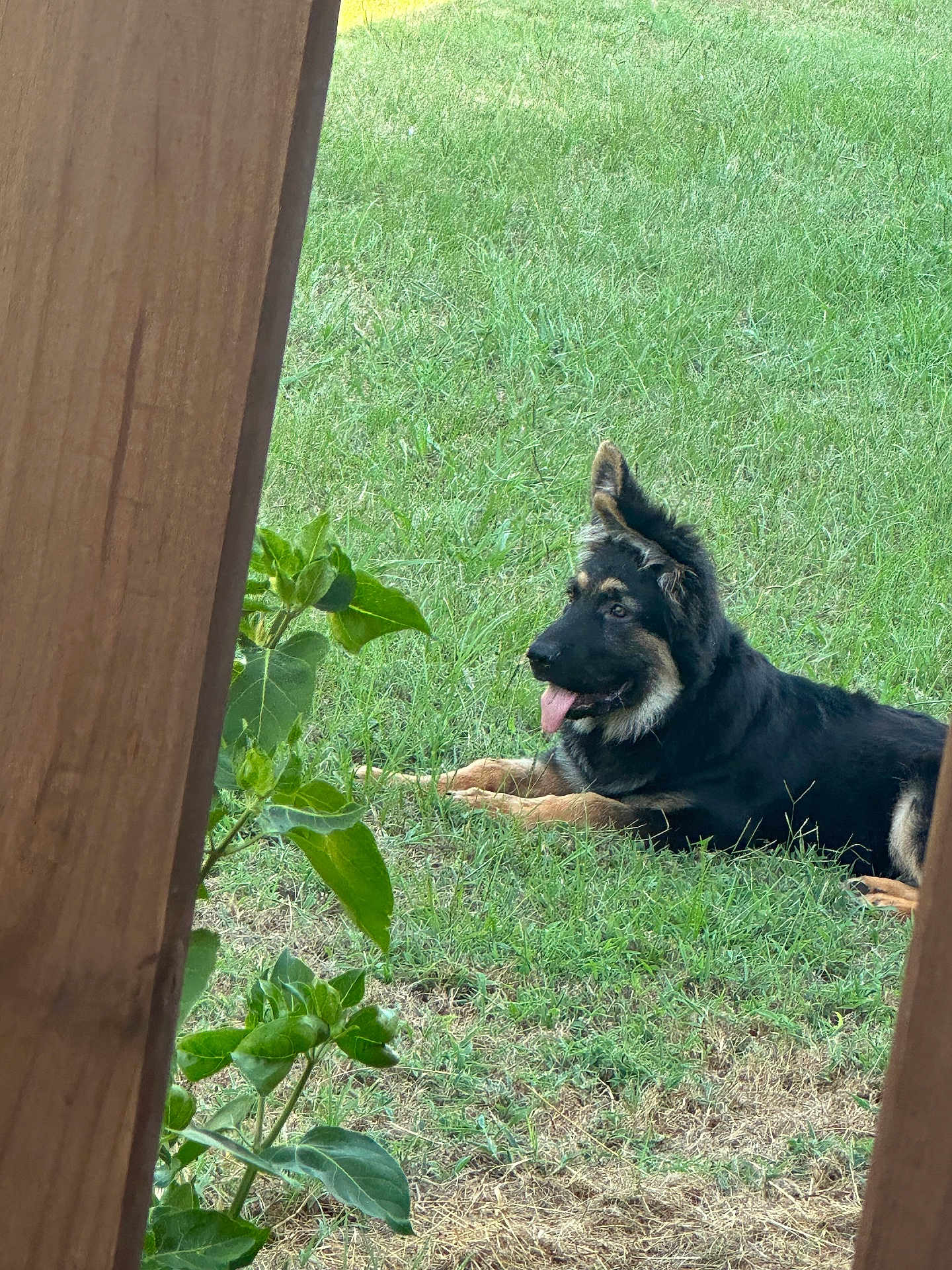 Sarge