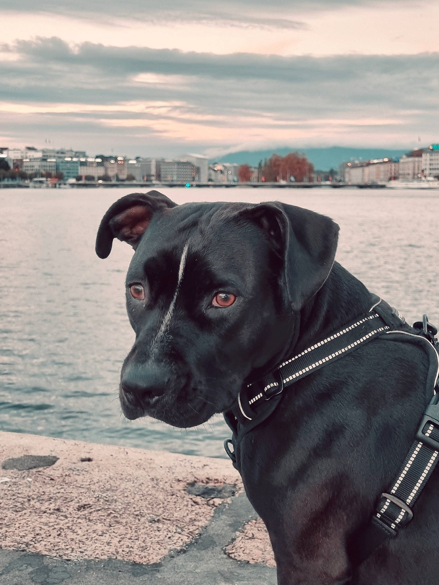 Sam participe au concours pour gagner de l'argent avec cette photo : beach, body_of_water, canidae, carnivore, cloud, collar, companion_dog, dog, dog_breed, dog_collar, horizon, lake, ocean, personal_protective_equipment, pet_supply, sky, snout, sporting_group, water, working_animal