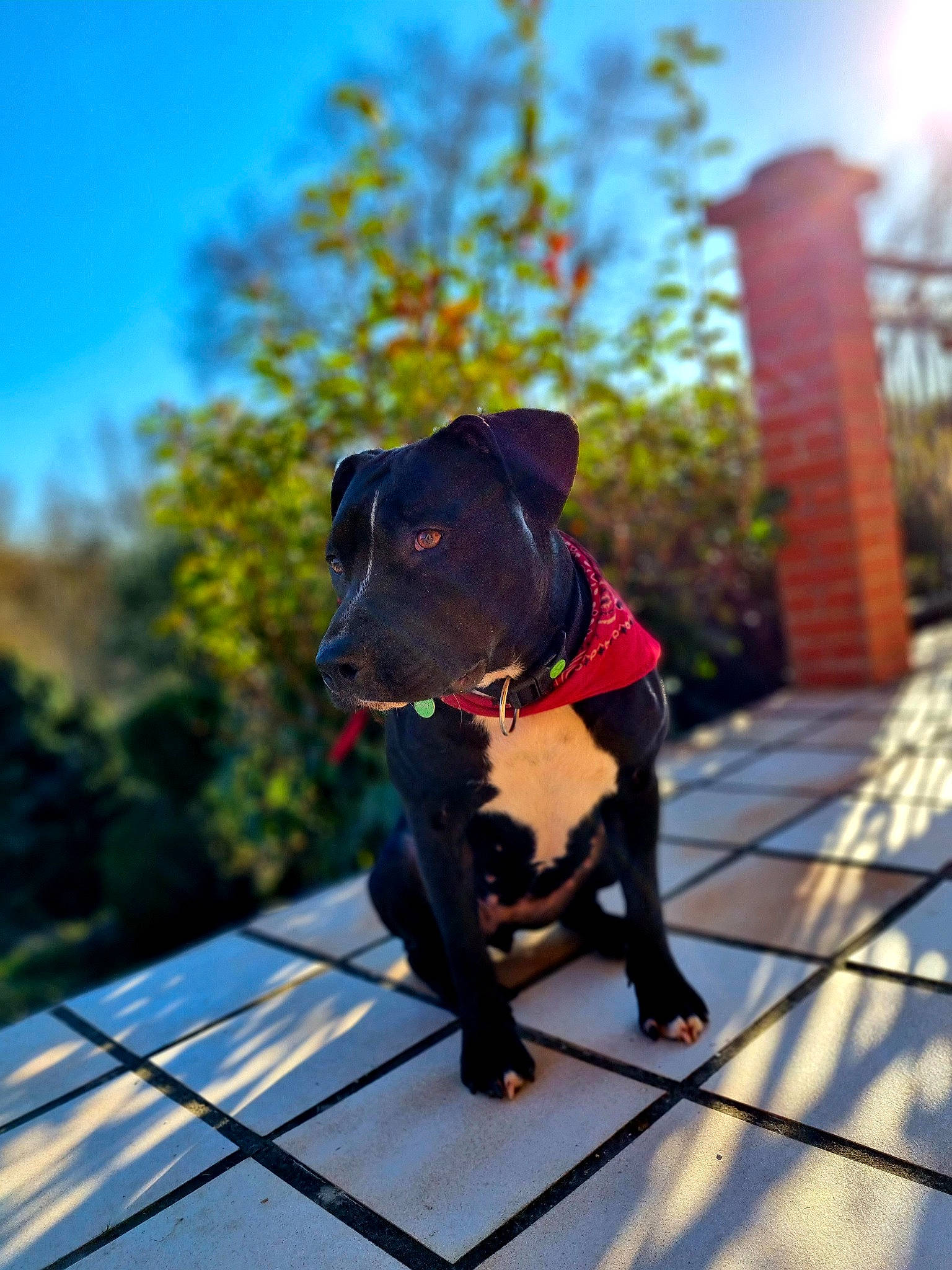 Sam participe au concours pour gagner de l'argent avec cette photo : canidae, carnivore, collar, companion_dog, dog, dog_breed, dog_collar, dog_supply, fashion_accessory, fawn, guard_dog, leash, pet_supply, plant, sky, snout, sporting_group, tree, wood, working_animal