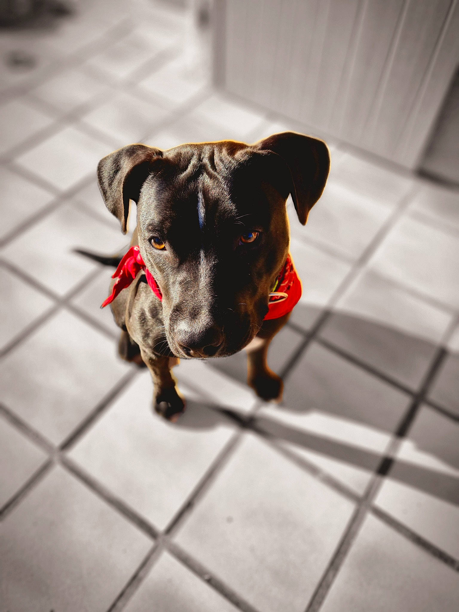 Sam participe au concours pour gagner de l'argent avec cette photo : canidae, carnivore, collar, companion_dog, dog, dog_breed, dog_supply, fawn, flooring, fur, grey, guard_dog, leash, pet_supply, snout, sporting_group, tail, toy_dog, whiskers, working_animal