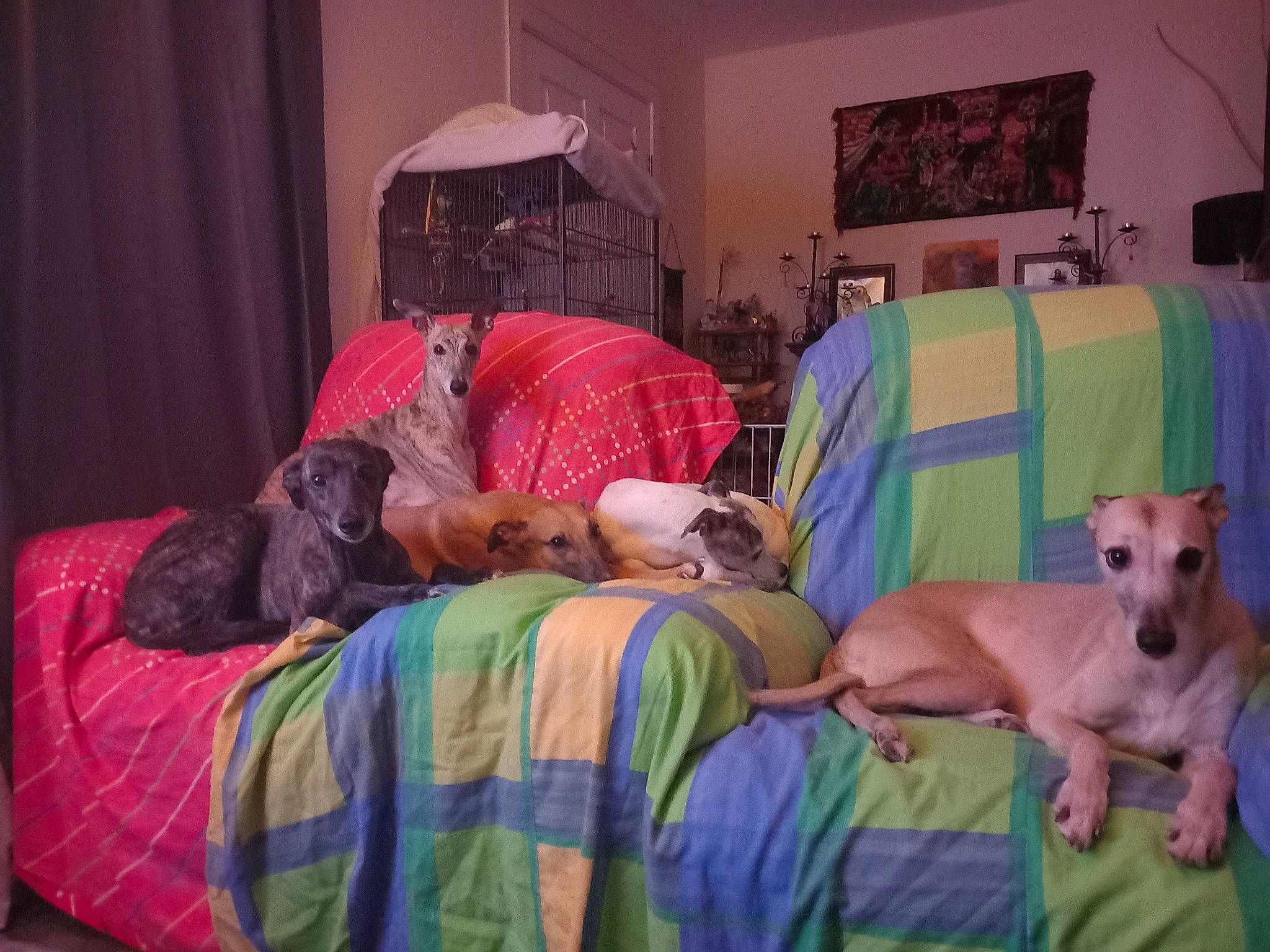 Princesskararosawonderwoodybea is registered to the contest to win money with this photo: bed, bed_frame, bed_sheet, bedding, bedroom, bedtime, carnivore, child, comfort, companion_dog, curtain, dog, event, hat, lamp, leisure, linens, pillow, room, t_shirt