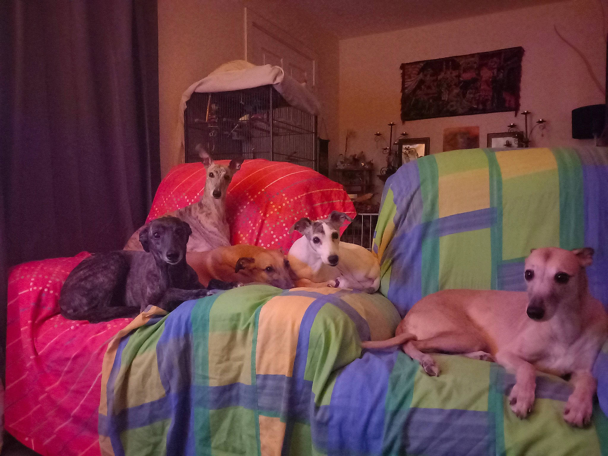 Princesskararosawonderwoodybea is registered to the contest to win money with this photo: bed, bed_sheet, bedding, bedroom, child, comfort, companion_dog, couch, curtain, dog, event, fun, hat, lamp, leisure, linens, pillow, room, t_shirt, toy