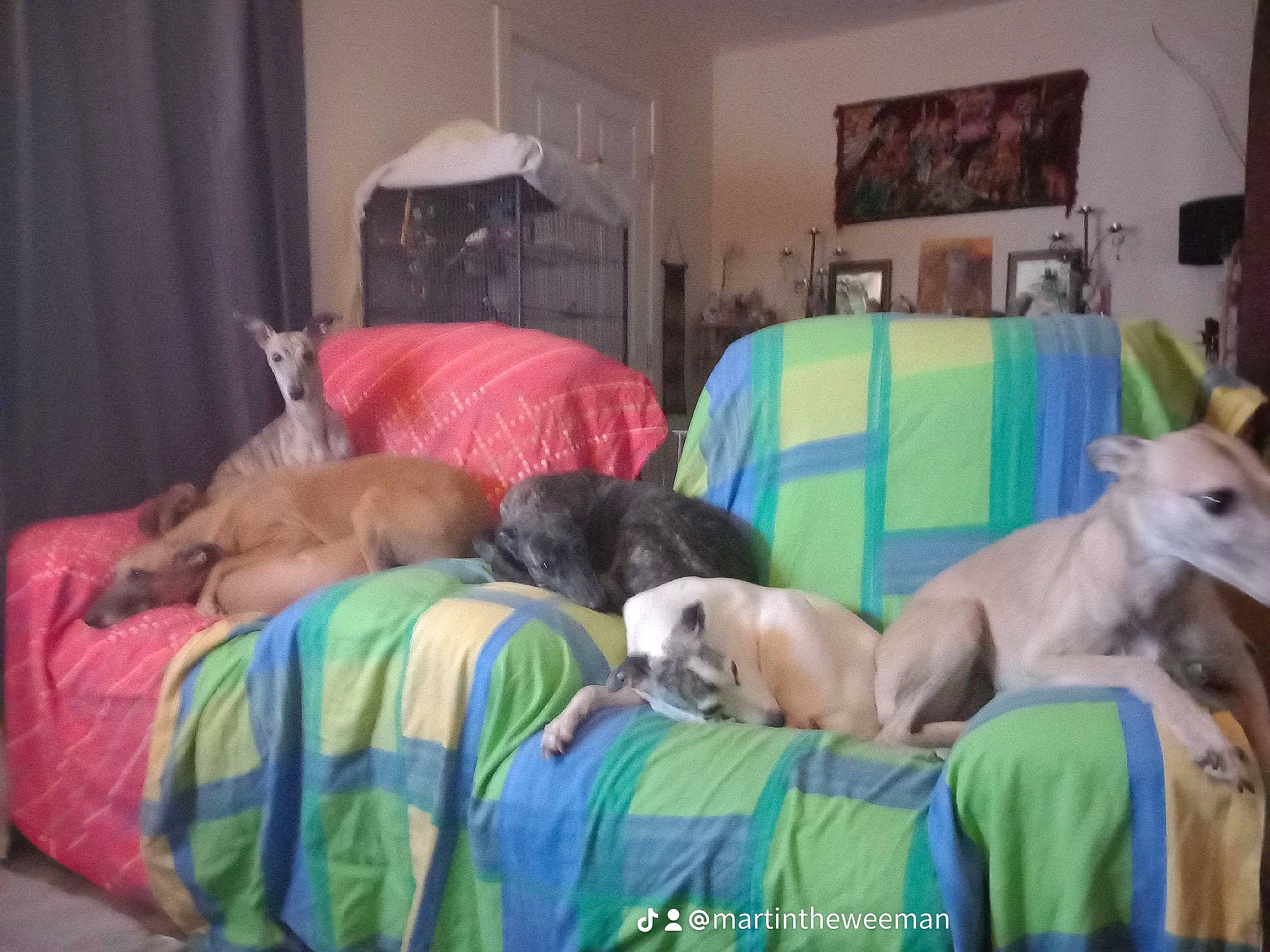 Princesskararosawonderwoodybea joined the competition — help win amazing prizes! bedding, bedroom, canidae, carnivore, comfort, companion_dog, curtain, dog, dog_breed, dog_supply, duvet, fawn, fur, linens, mammal, picture_frame, room, sporting_group, vertebrate, working_animal