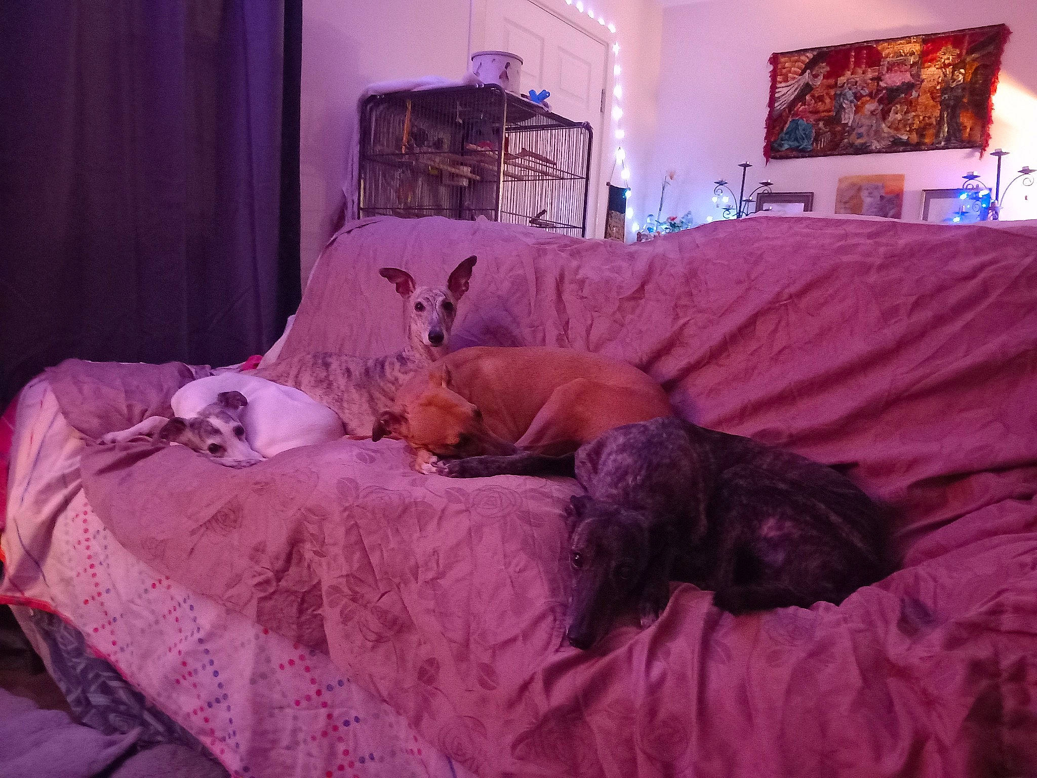 Princesskararosawonderwoodybea joined the competition — help win amazing prizes! bed, bed_frame, bedding, bedroom, carnivore, comfort, companion_dog, dog, dog_breed, fawn, felidae, floor, flooring, hardwood, linens, picture_frame, purple, sporting_group, textile, wood