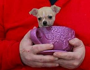 Lola is registered to the contest to win money with this photo: bowl, carnivore, chihuahua, companion_dog, dog, dog_breed, dog_clothes, dog_supply, eyewear, fawn, finger, gesture, magenta, nail, small_terrier, soft_drink, sunglasses, terrier, toy_dog, wrist