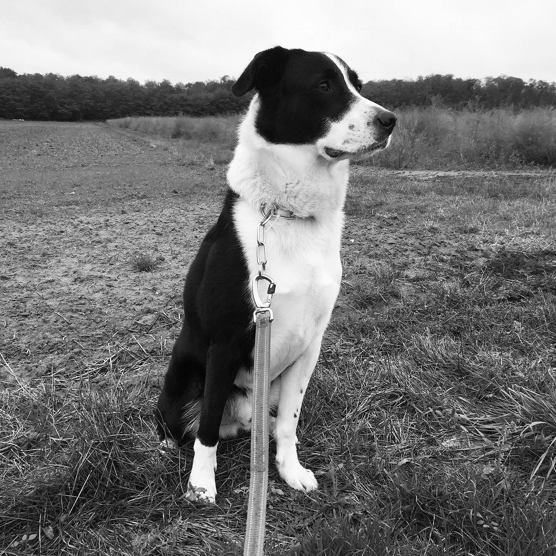 Mayronn participe au concours pour gagner de l'argent avec cette photo : black_and_white, canidae, carnivore, companion_dog, dog, dog_breed, dog_collar, grass, monochrome, monochrome_photography, plant, sky, snout, sporting_group, stock_photography, style, tail, tree, white, working_dog