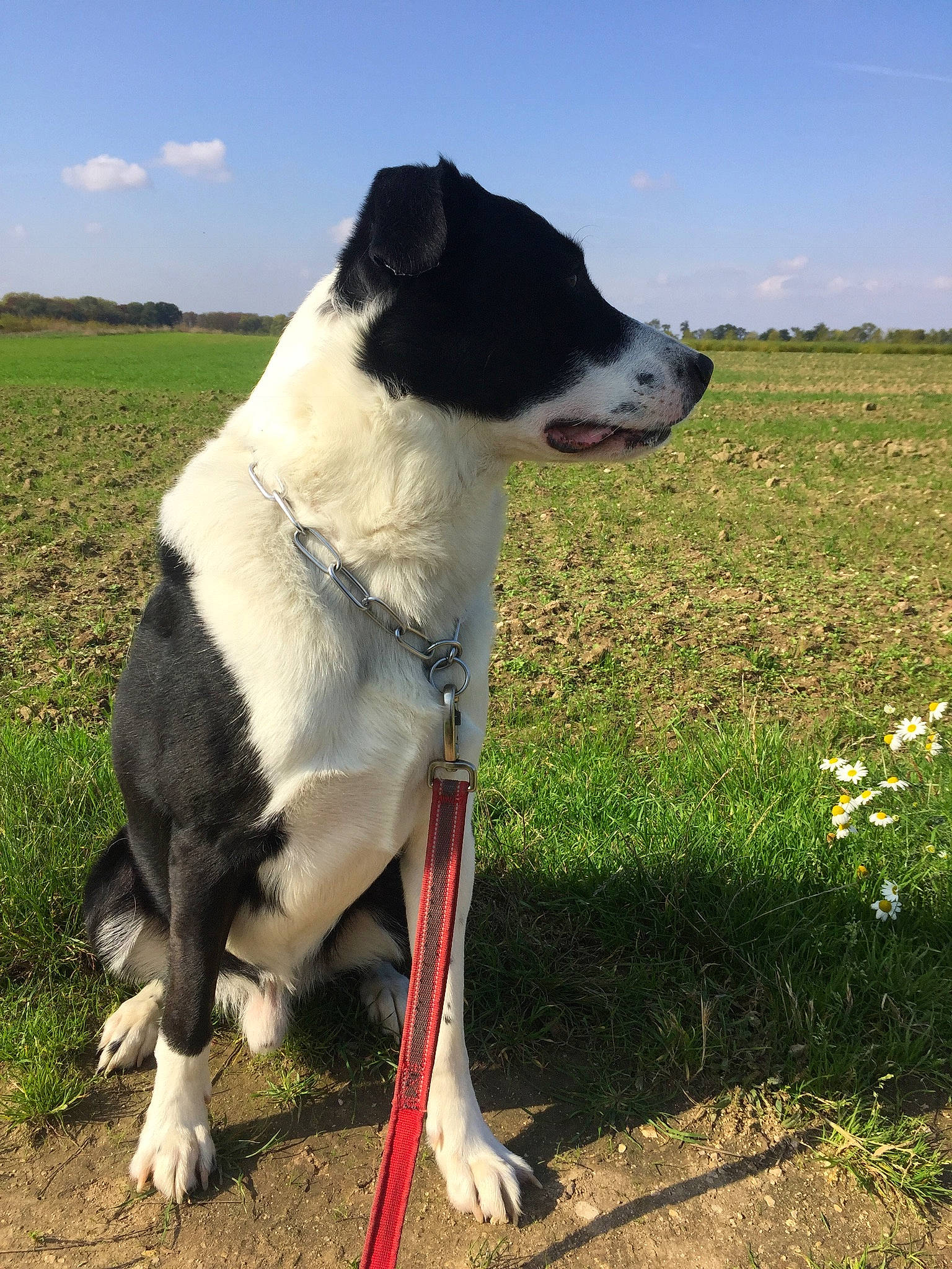 Mayronn a rejoint le concours — aidez-le/la à gagner de superbes lots ! canidae, carnivore, cloud, collar, companion_dog, dog, dog_breed, dog_collar, fawn, grass, grassland, pasture, plant, recreation, sky, snout, sporting_group, tail, terrestrial_animal, working_animal