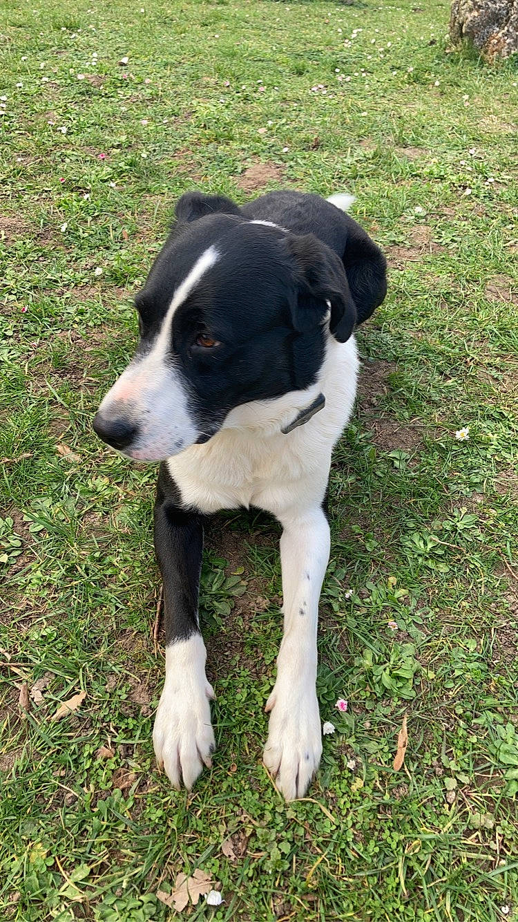 Mayronn a rejoint le concours — aidez-le/la à gagner de superbes lots ! borador, canidae, carnivore, companion_dog, dog, dog_breed, grass, herding_dog, hunting_dog, non_sporting_group, plant, snout, sporting_group, tail, terrestrial_animal, whiskers, working_animal, working_dog