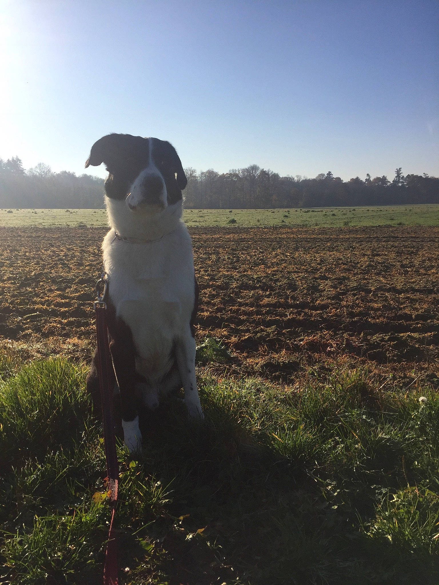 Mayronn participe au concours pour gagner de l'argent avec cette photo : carnivore, companion_dog, dog, dog_breed, eyewear, fawn, flash_photography, grass, grass_family, grassland, happy, landscape, mammal, meadow, plain, plant, sky, snout, sporting_group, sunlight