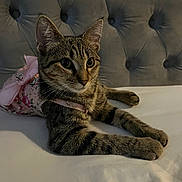 Milly joined the competition — help win amazing prizes! cat, tabby, pet, feline, animal, portrait, close_up, lying_down, bed, bedding, tufted_headboard, indoor, home, floral_clothing, harness, striped_fur, green_eyes, whiskers, relaxed, cute