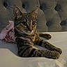 cat, tabby, pet, feline, animal, portrait, close_up, lying_down, bed, bedding, tufted_headboard, indoor, home, floral_clothing, harness, striped_fur, green_eyes, whiskers, relaxed, cute
