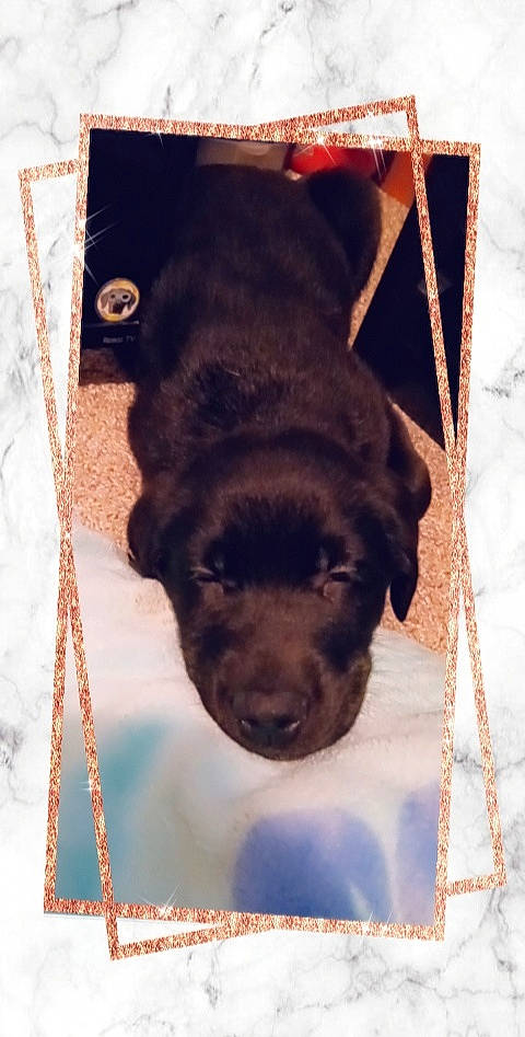 Maya joined the competition — help win amazing prizes! canidae, carnivore, companion_dog, dog, dog_breed, fawn, fur, guard_dog, linens, liver, pet_supply, puppy, rectangle, sleeve, small_to_medium_sized_cats, sporting_group, tail, terrestrial_animal, whiskers, working_animal