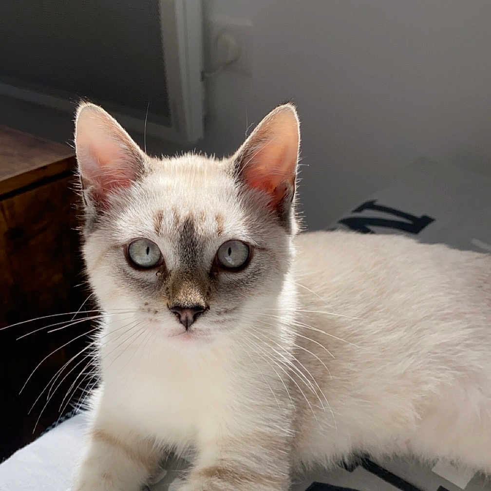 Tchoupi a rejoint le concours — aidez-le/la à gagner de superbes lots ! abyssinian, angora, animal, cat, computer, computerhardware, electronics, hardware, kitten, laptop, manx, monitor, pc, pet, screen, siamese, tv