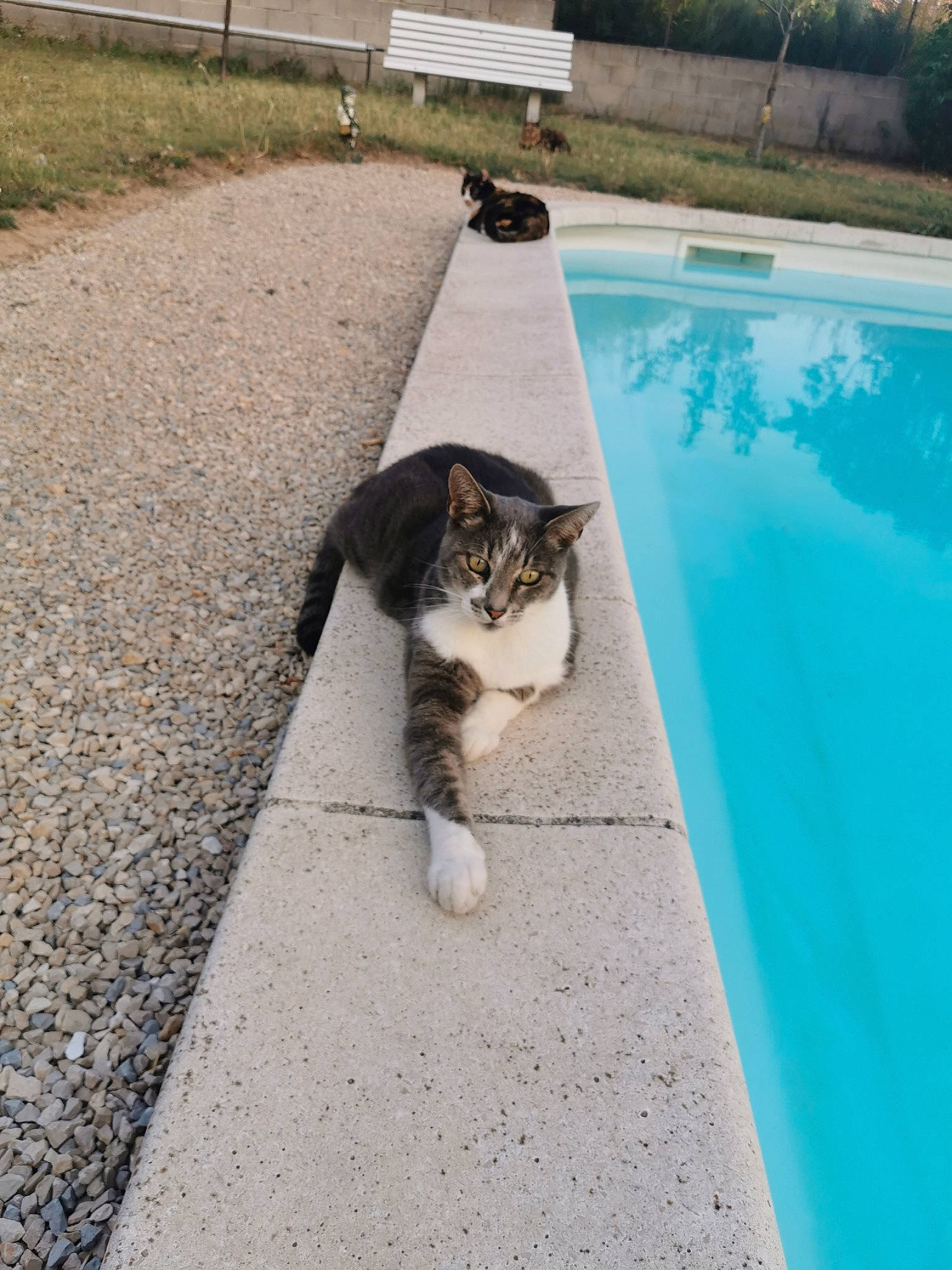 Chouchou a rejoint le concours — aidez-le/la à gagner de superbes lots ! asphalt, carnivore, cat, companion_dog, fawn, felidae, flagstone, flooring, fur, grass, line, plant, road, road_surface, sidewalk, small_to_medium_sized_cats, snout, tail, water, whiskers