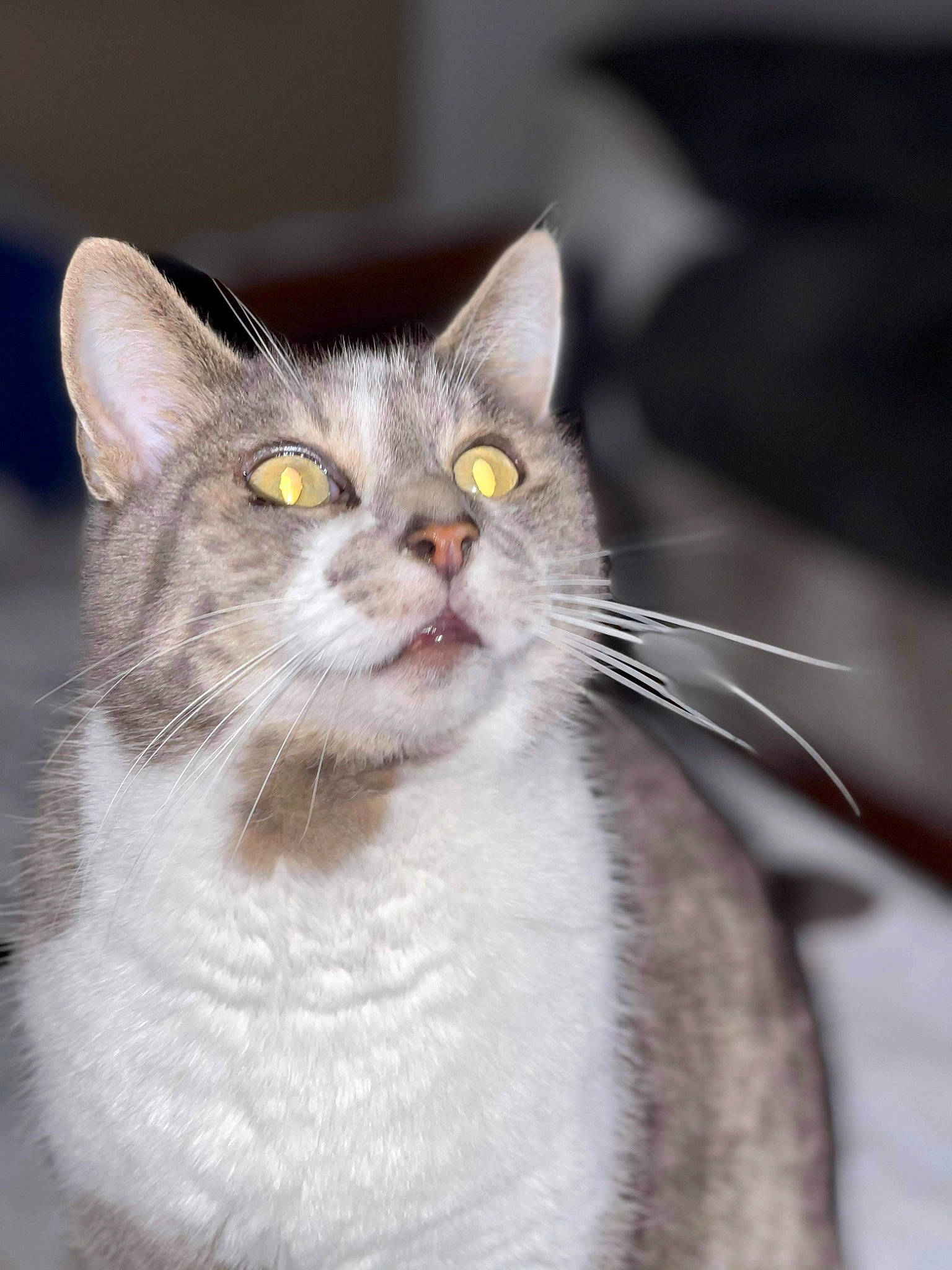 Chouchou a rejoint le concours — aidez-le/la à gagner de superbes lots ! carnivore, cat, circle, domestic_short_haired_cat, eye, felidae, fur, paw, small_to_medium_sized_cats, snout, terrestrial_animal, whiskers, wildlife