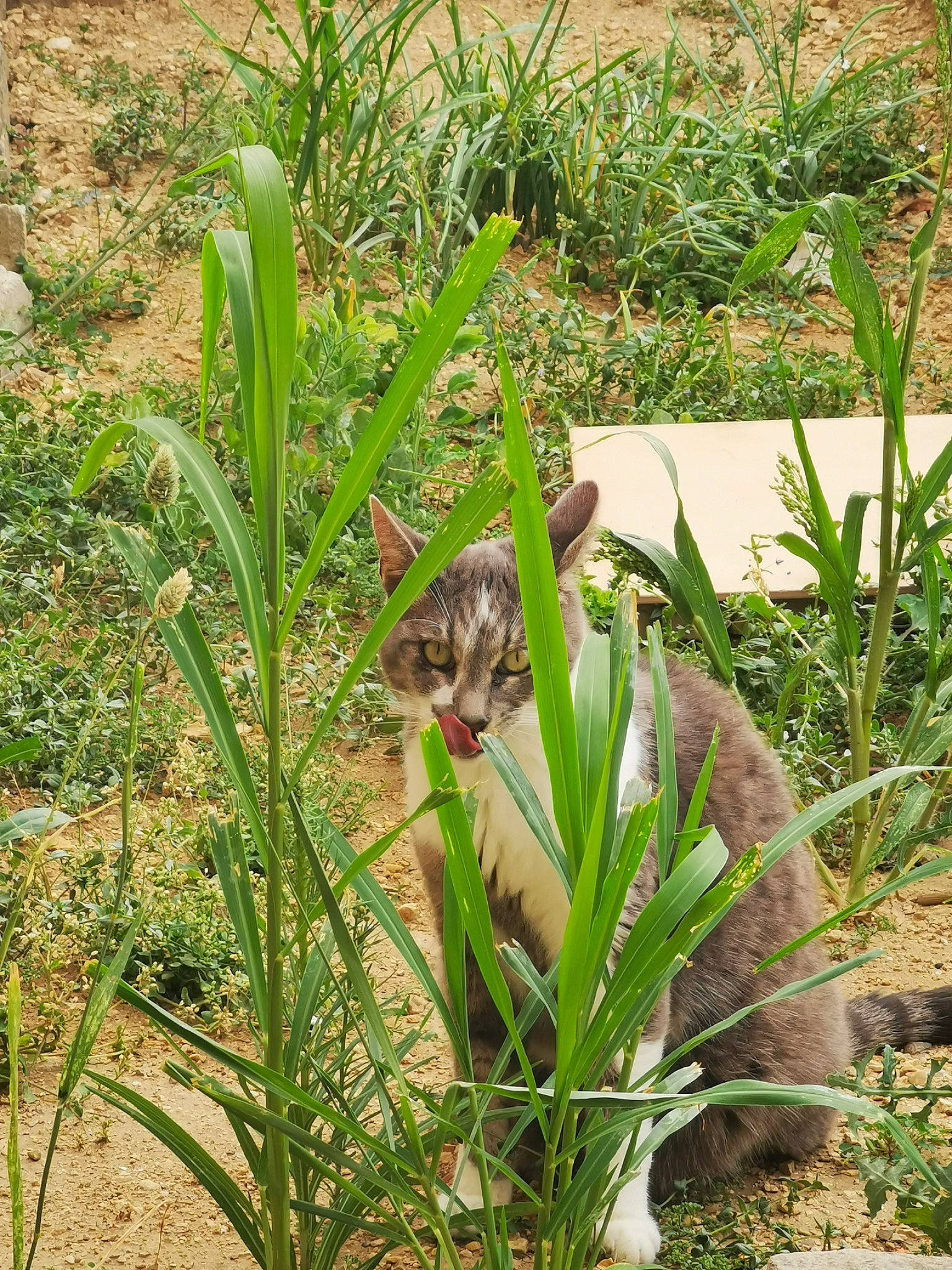 Chouchou a rejoint le concours — aidez-le/la à gagner de superbes lots ! botany, cat, fawn, felidae, flowering_plant, garden, gardening, grass, grass_family, groundcover, herb, herbaceous_plant, plant, plant_community, plant_stem, shrub, soil, terrestrial_animal, terrestrial_plant, wildlife