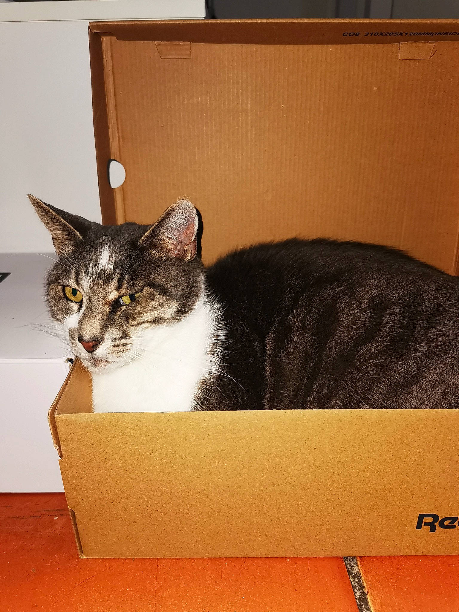 Chouchou participe au concours pour gagner de l'argent avec cette photo : box, cardboard, carnivore, carton, cat, cat_supply, comfort, domestic_short_haired_cat, felidae, fur, packaging_and_labeling, paper_product, pet_supply, rectangle, room, small_to_medium_sized_cats, tail, whiskers, window, wood