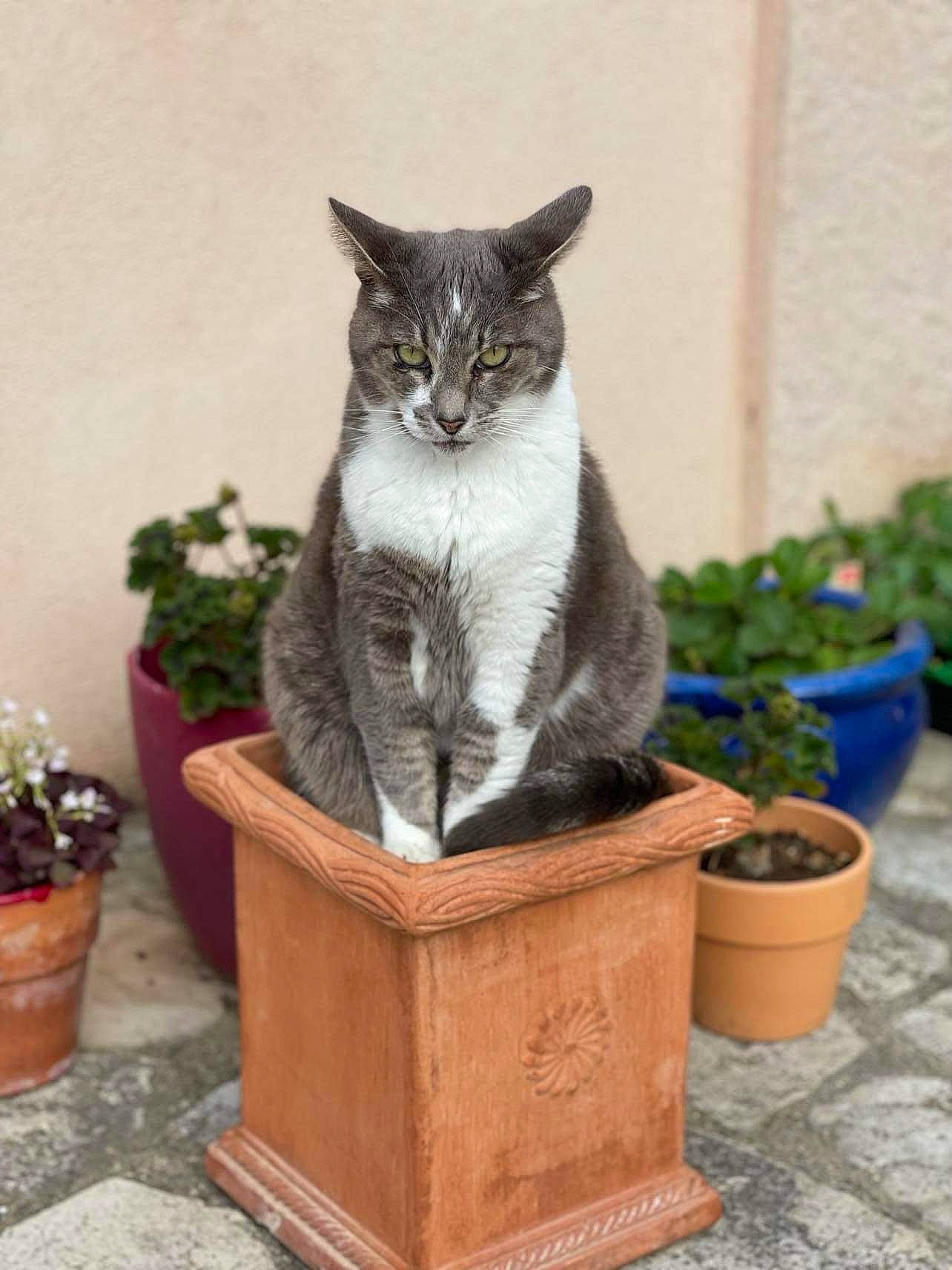 Chouchou a rejoint le concours — aidez-le/la à gagner de superbes lots ! art, carnivore, cat, cat_supply, domestic_short_haired_cat, felidae, flowerpot, fur, grass, herb, houseplant, lawn_ornament, plant, sitting, small_to_medium_sized_cats, tail, whiskers, wood