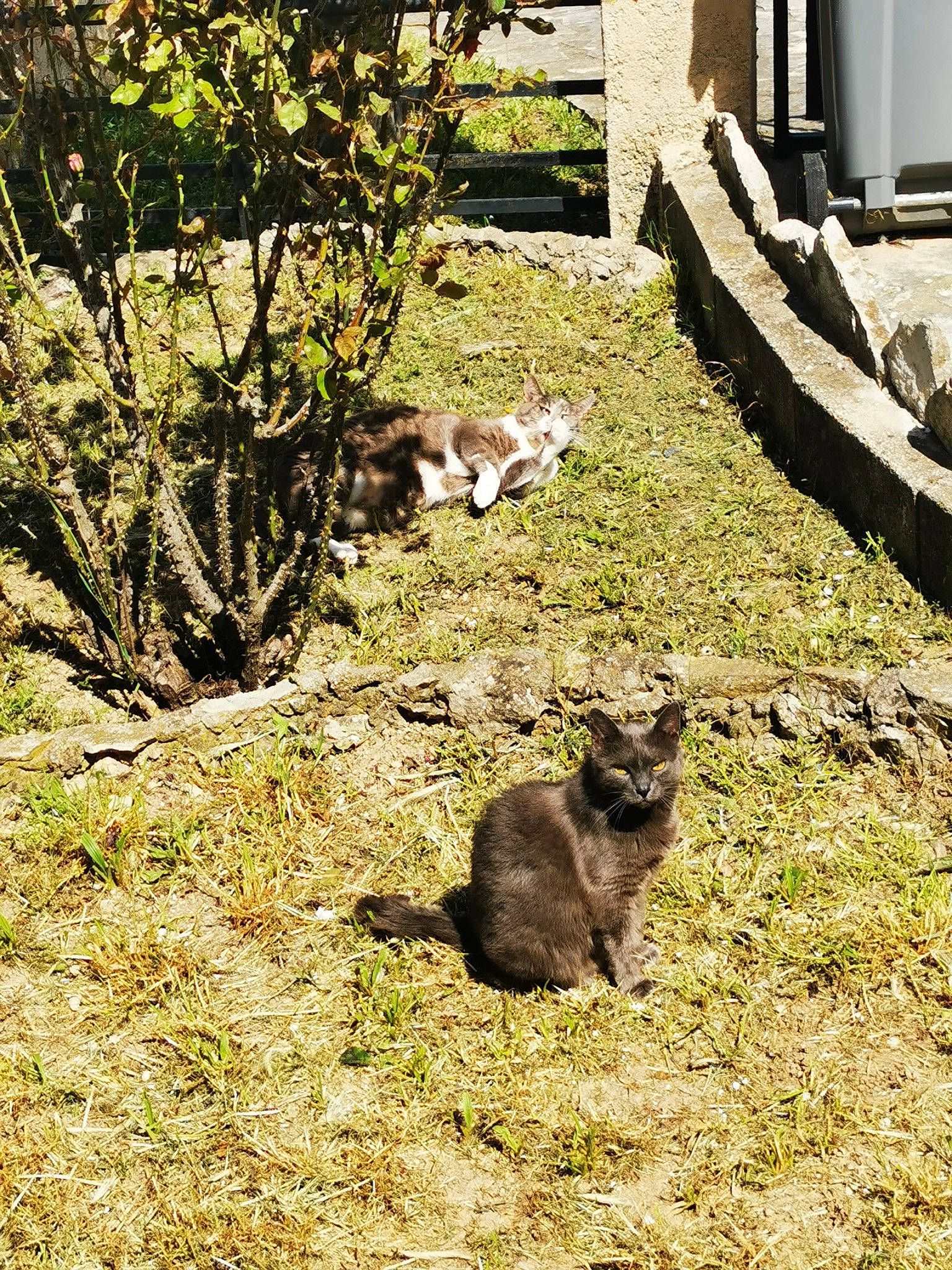 Grigri participe au concours pour gagner de l'argent avec cette photo : black_cat, carnivore, cat, domestic_short_haired_cat, felidae, fur, garden, grass, groundcover, lawn, plant, shade, shadow, shrub, small_to_medium_sized_cats, soil, tail, terrestrial_animal, whiskers, wood