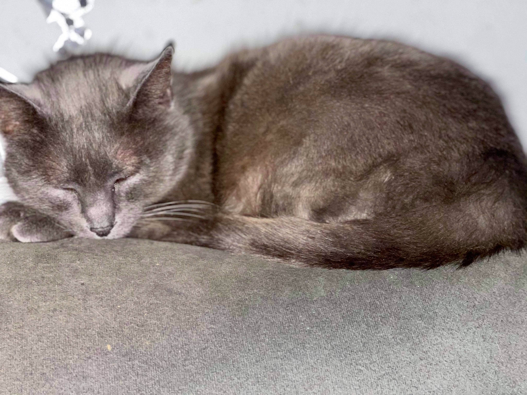 Grigri participe au concours pour gagner de l'argent avec cette photo : carnivore, cat, claw, comfort, domestic_short_haired_cat, felidae, fur, grey, nap, paw, russian_blue, sleep, small_to_medium_sized_cats, snout, tail, terrestrial_animal, whiskers