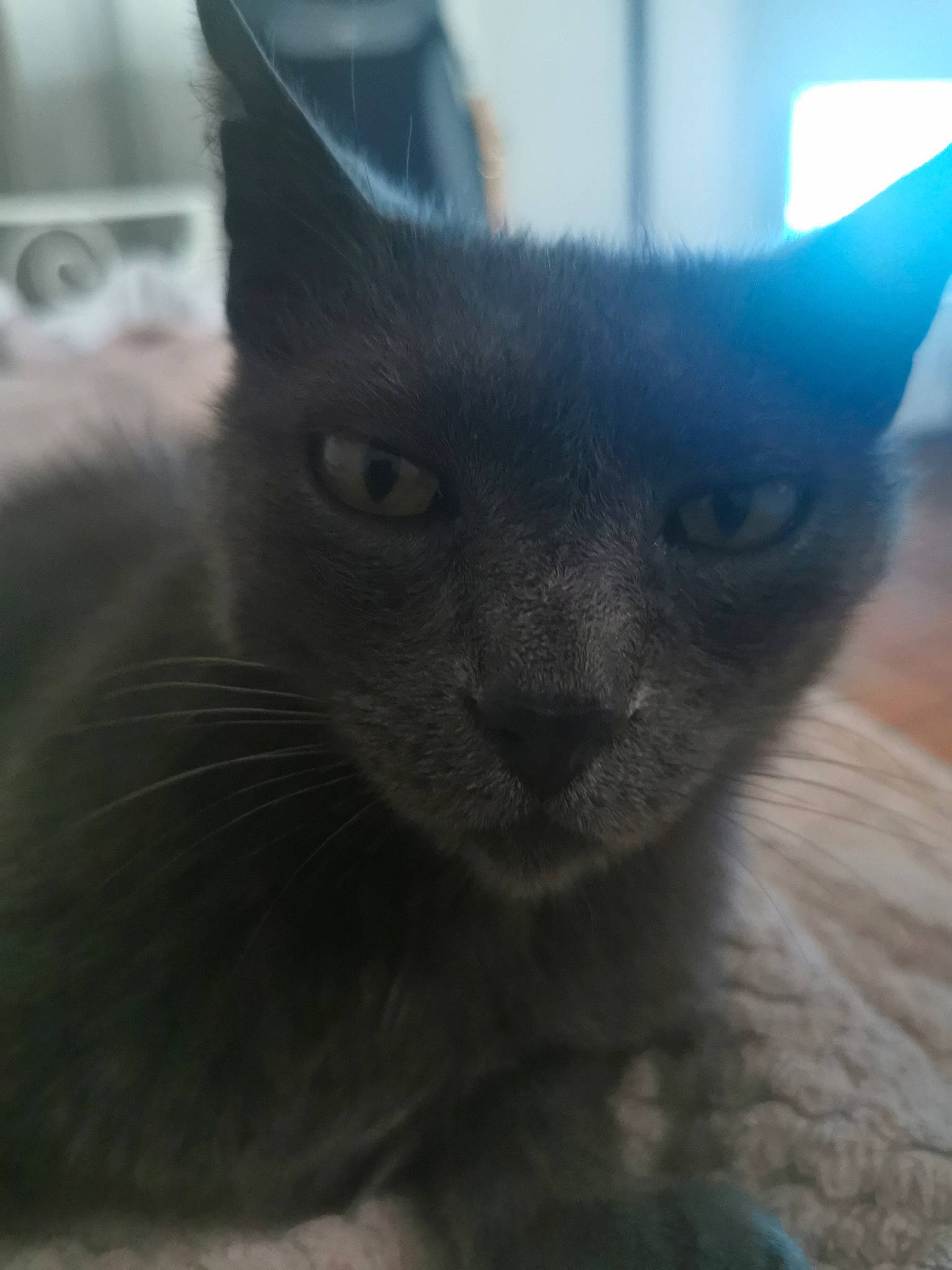 Grigri participe au concours pour gagner de l'argent avec cette photo : carnivore, cat, domestic_short_haired_cat, electric_blue, felidae, fur, grey, small_to_medium_sized_cats, snout, terrestrial_animal, whiskers