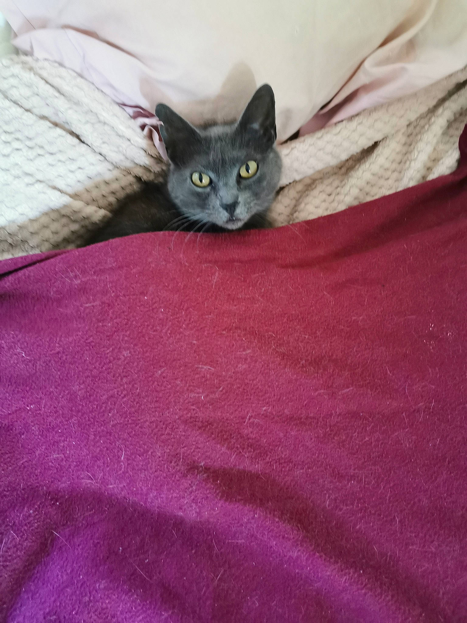 Grigri a rejoint le concours — aidez-le/la à gagner de superbes lots ! bed, bed_sheet, black_cat, carnivore, cat, comfort, domestic_short_haired_cat, electric_blue, felidae, fur, grey, linens, magenta, pattern, pink, purple, sleeve, small_to_medium_sized_cats, violet, whiskers